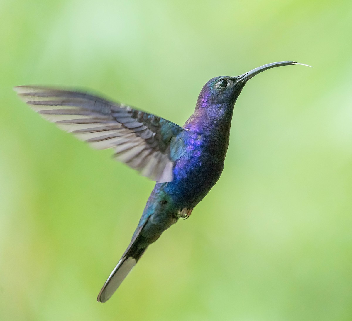 ムラサキケンバネハチドリ - ML645844492