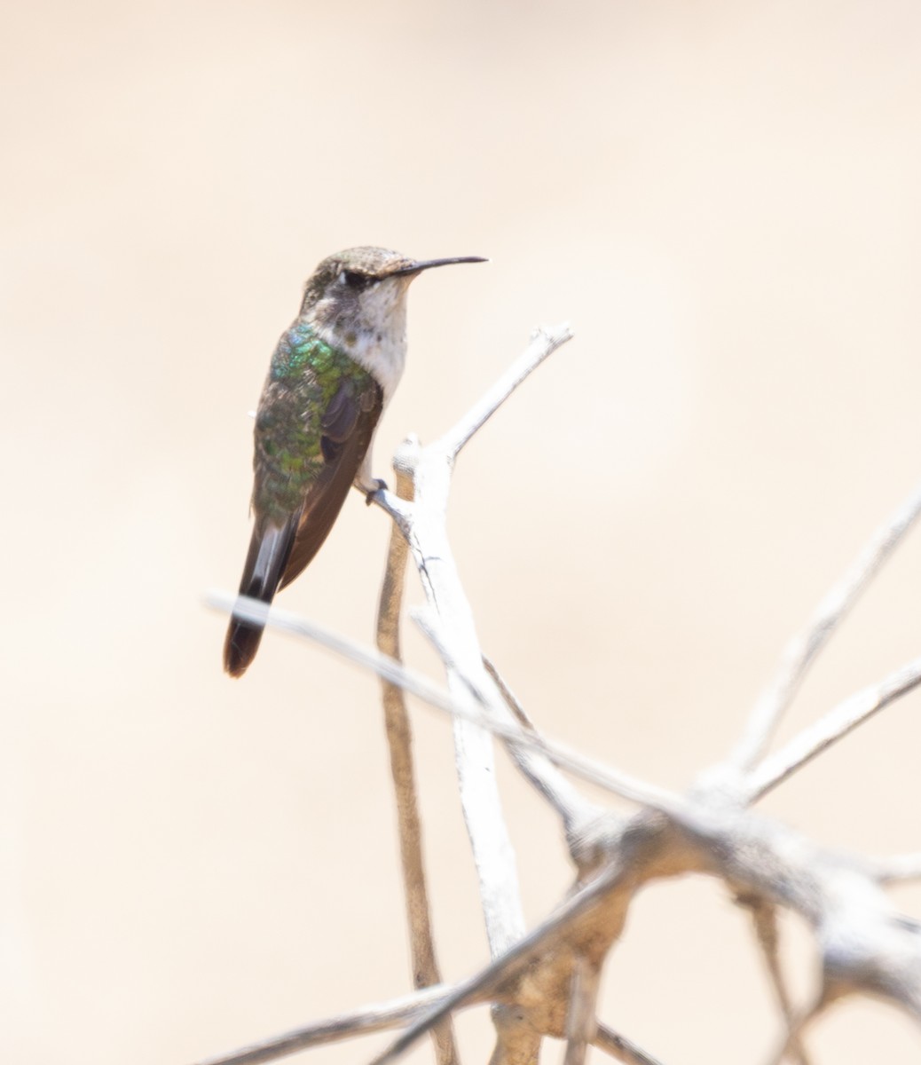 Peruvian Sheartail - ML645844500