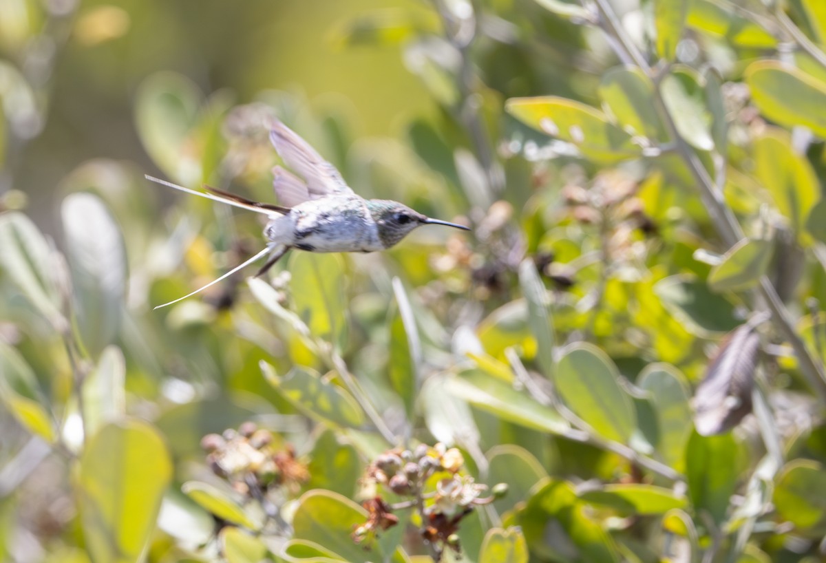 Peruvian Sheartail - ML645844501