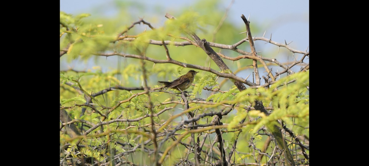 Common Grasshopper Warbler - ML645844504