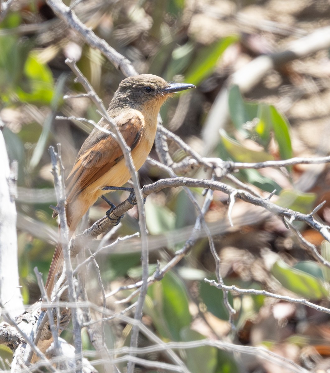Rufous Flycatcher - ML645844505
