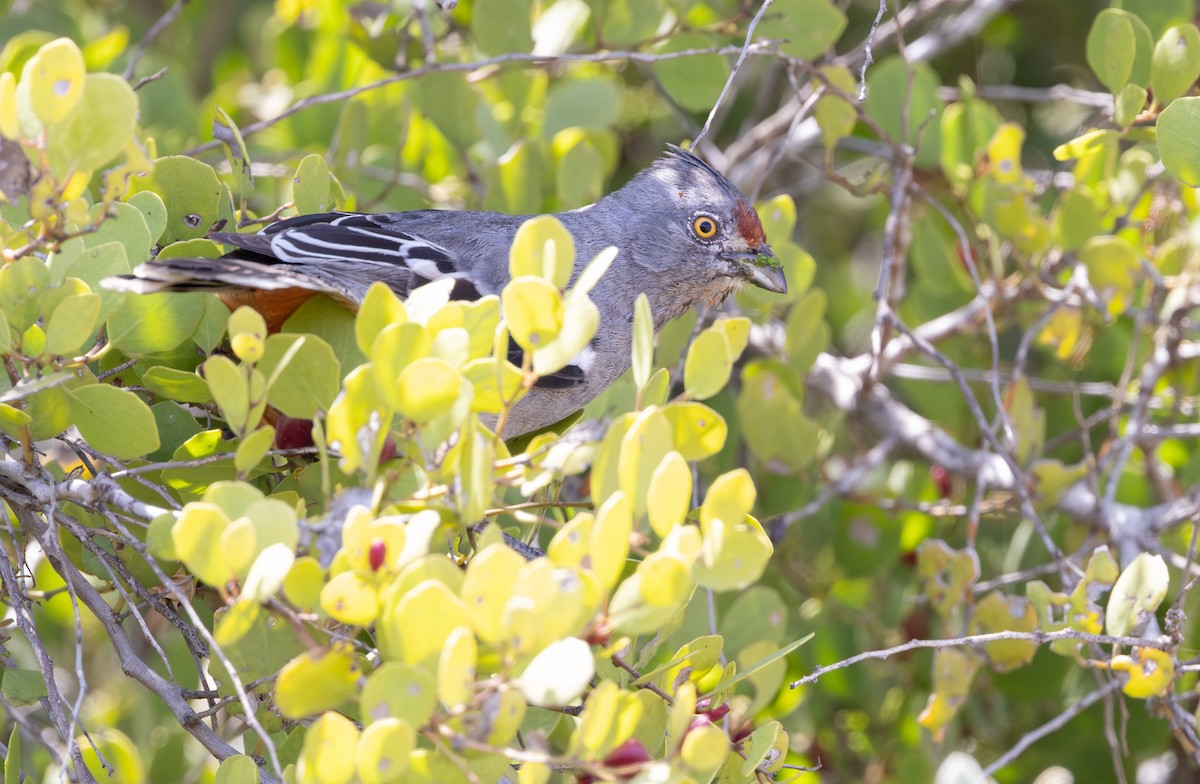 Peruvian Plantcutter - ML645844508