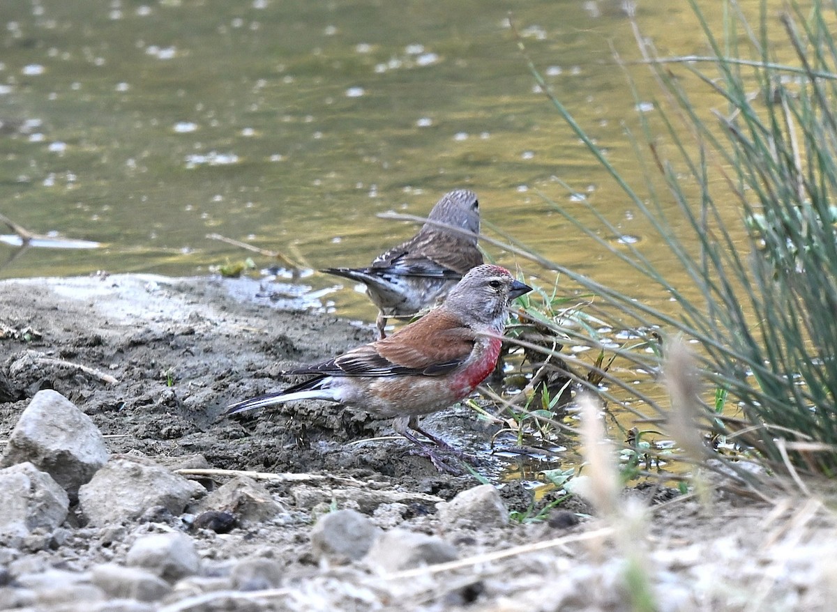 Eurasian Linnet - ML645844514