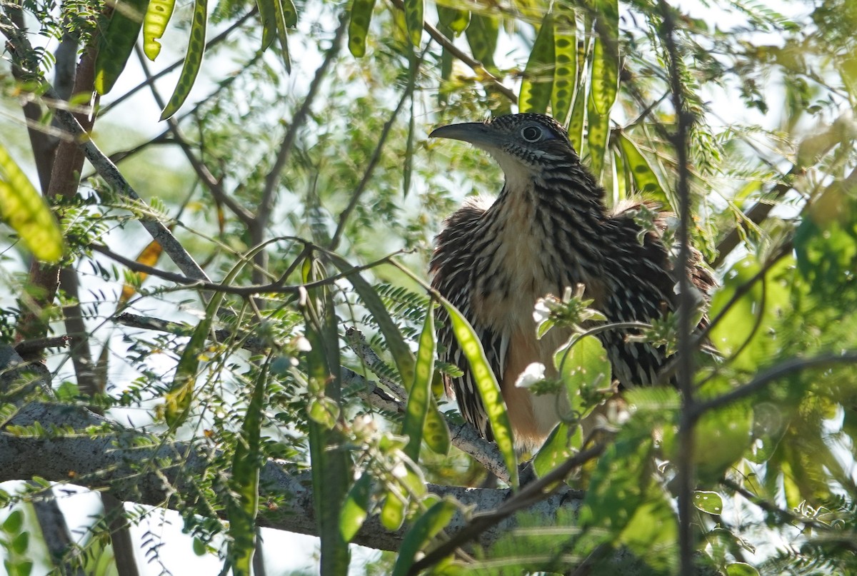 Lesser Roadrunner - ML645844521