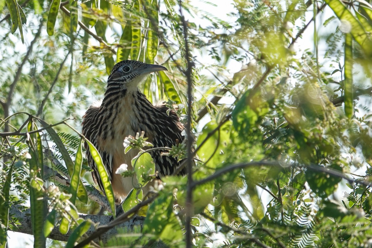 Lesser Roadrunner - ML645844522