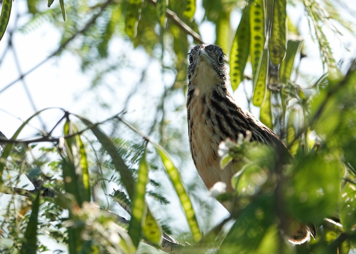 Lesser Roadrunner - ML645844523