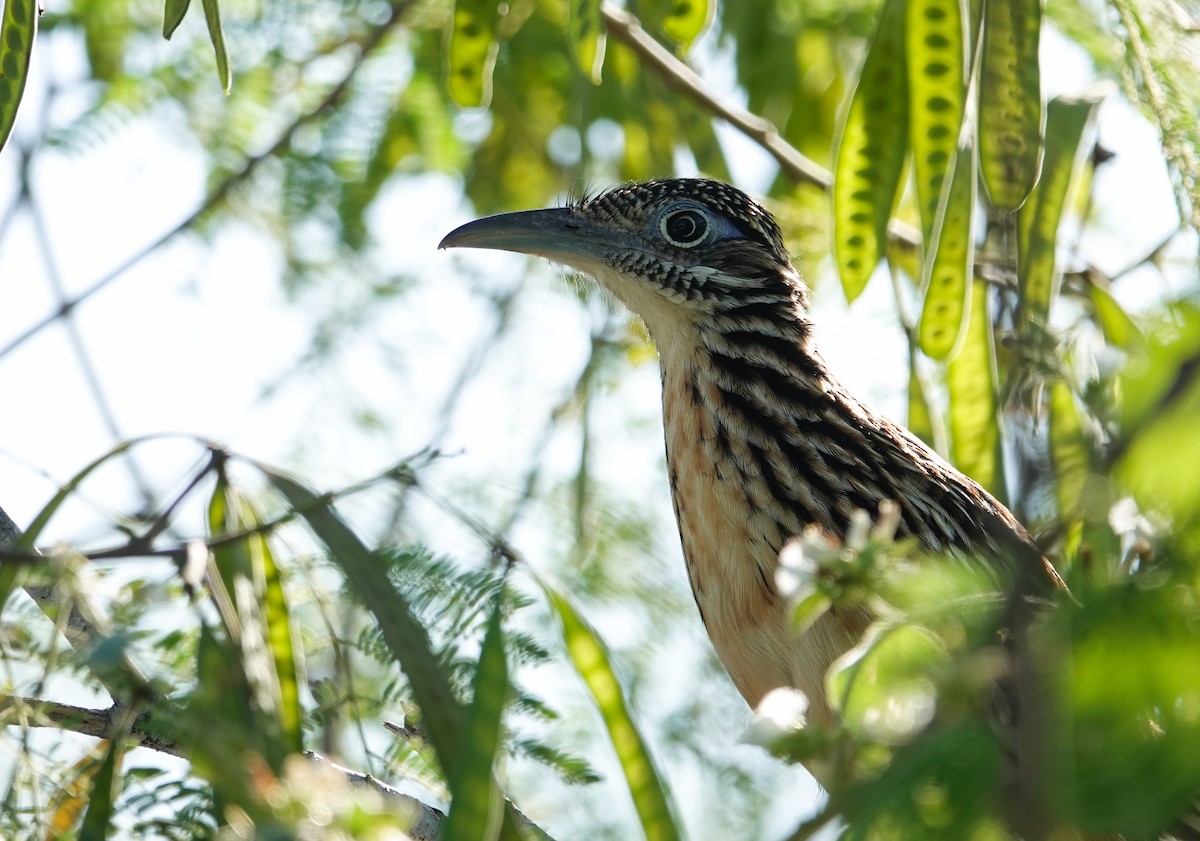 Lesser Roadrunner - ML645844524