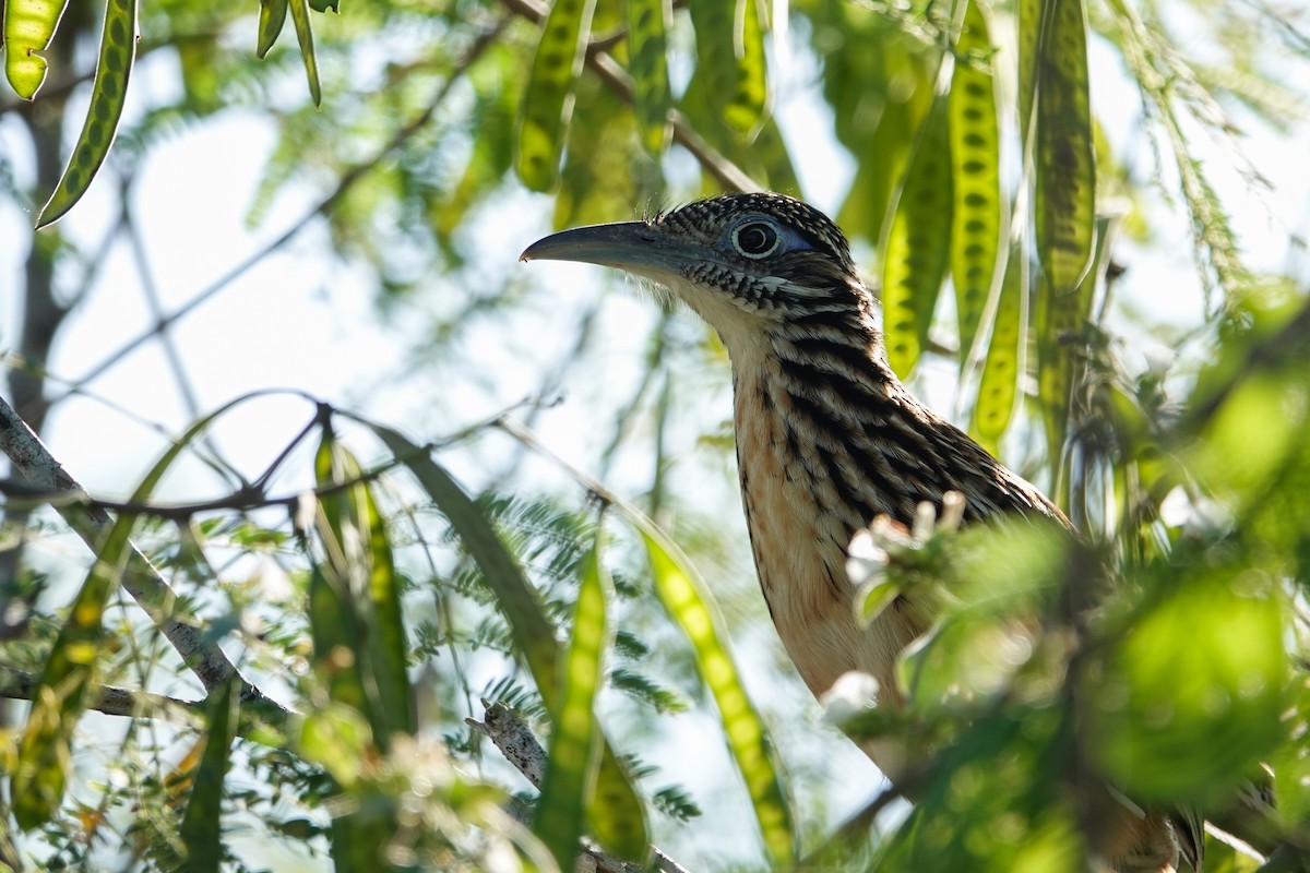 Lesser Roadrunner - ML645844525