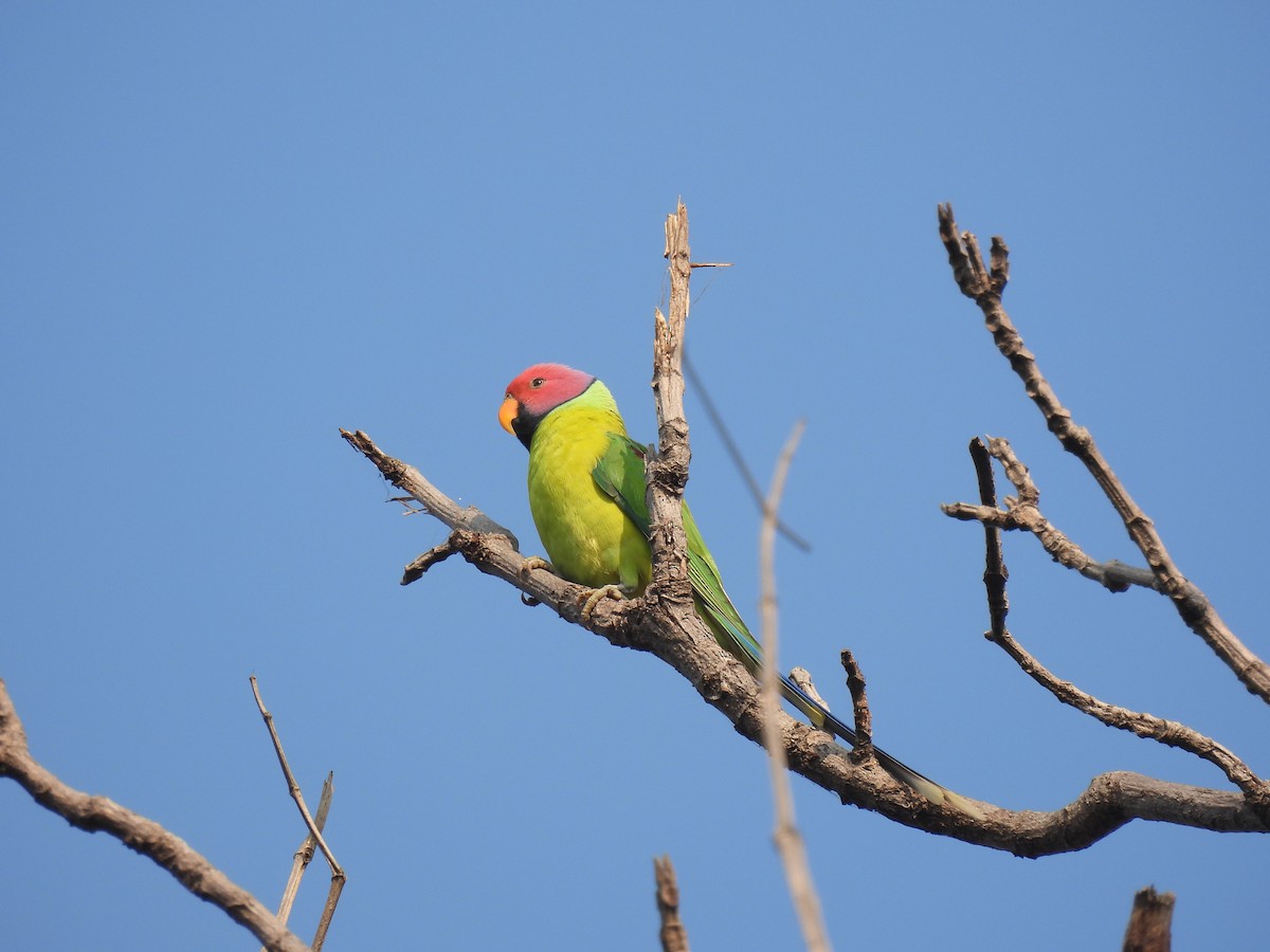 コセイインコ - ML645844533