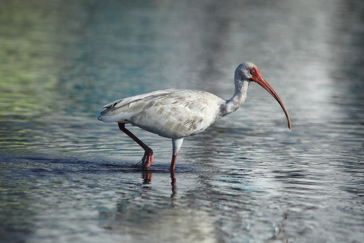 White Ibis - ML645844548