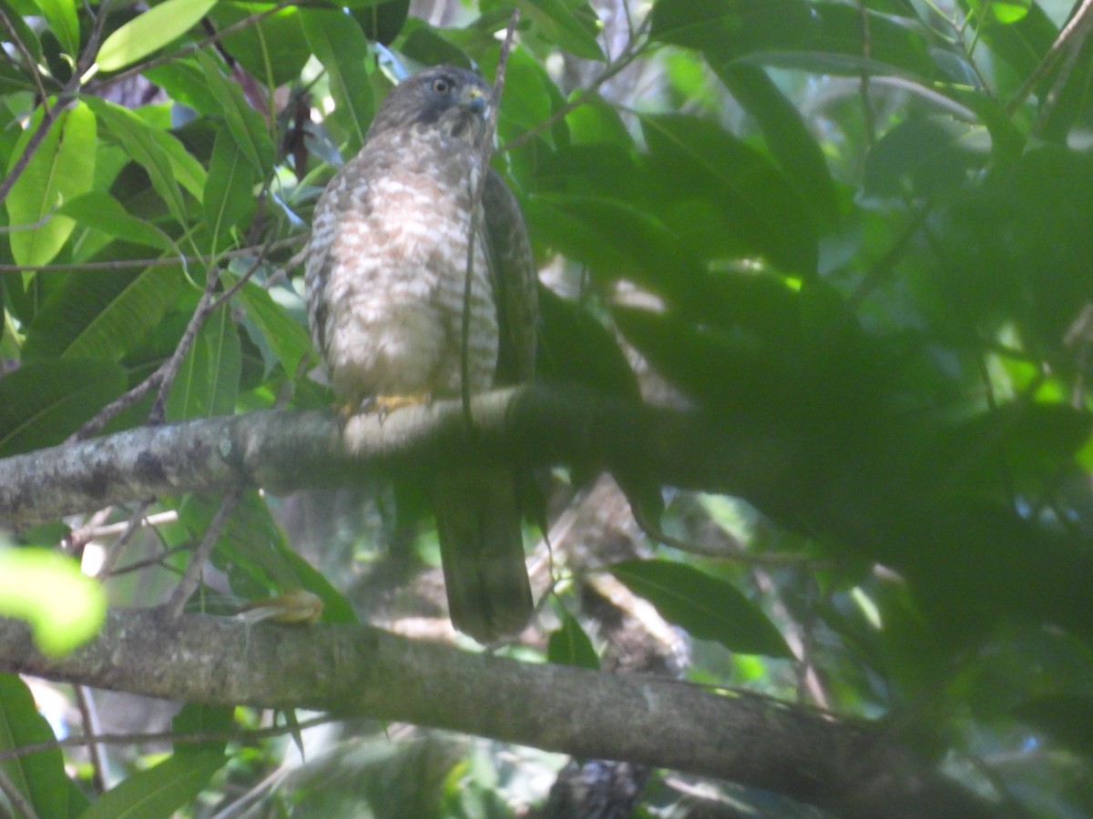 Канюк ширококрилий - ML645844550