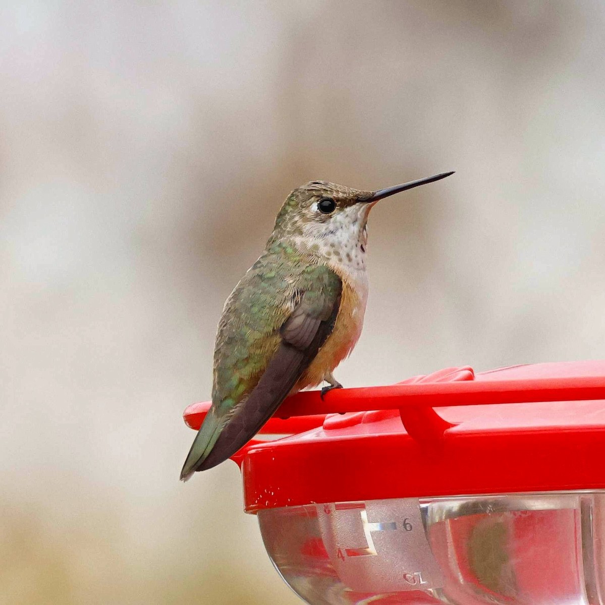 Rufous Hummingbird - ML645844552