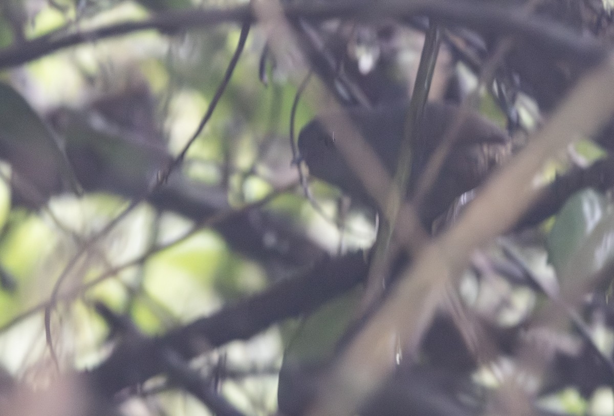Unicolored Tapaculo - ML645844557