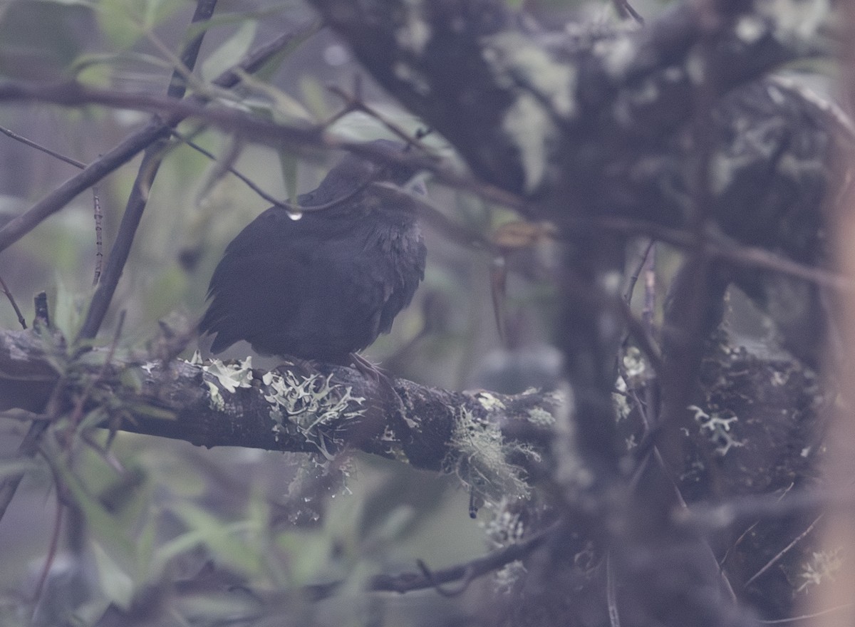 Unicolored Tapaculo - ML645844562