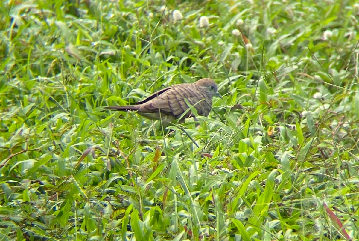 Zebra Dove - ML645844571