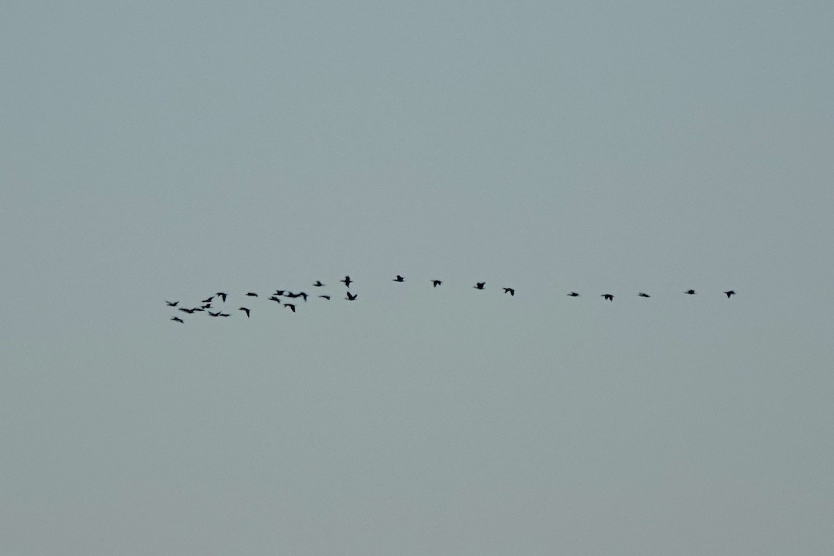 Cormoran à aigrettes - ML645844573