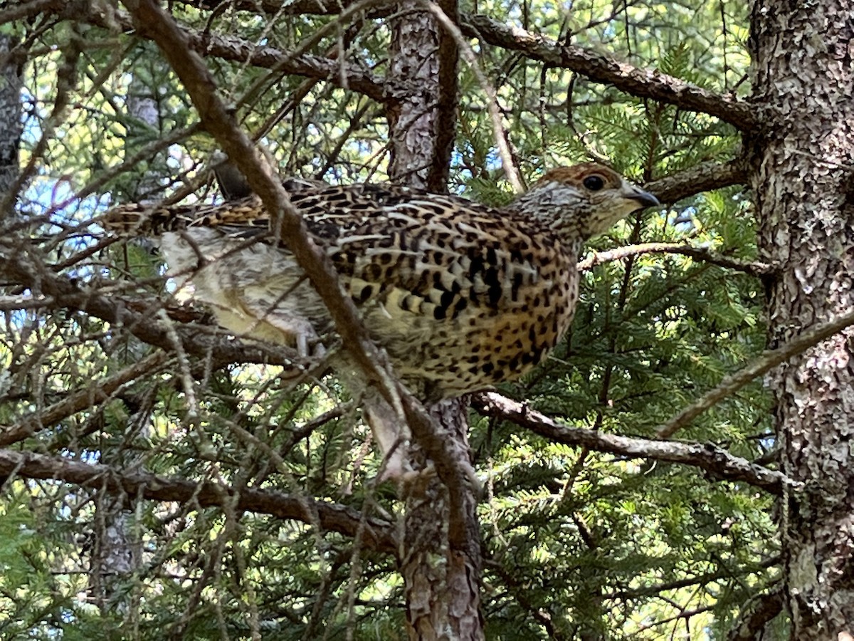 Spruce Grouse - ML645844577