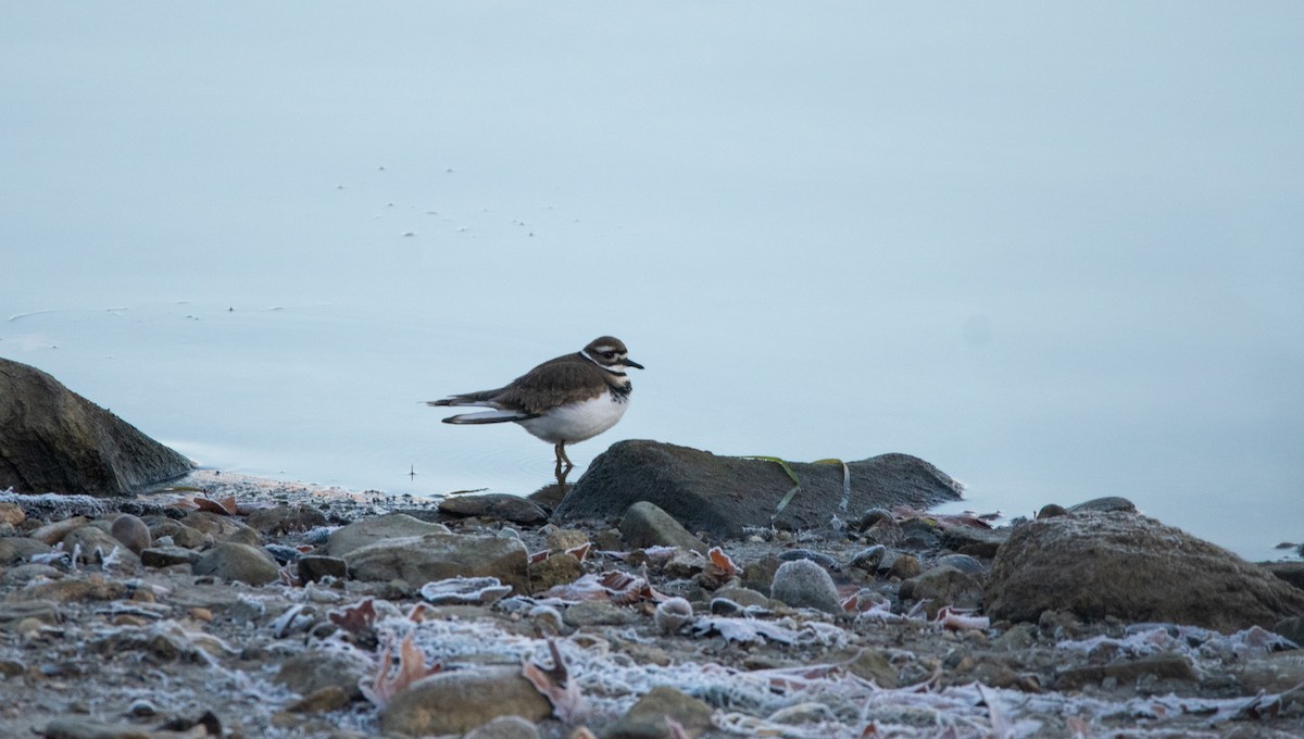 Killdeer - ML645844578
