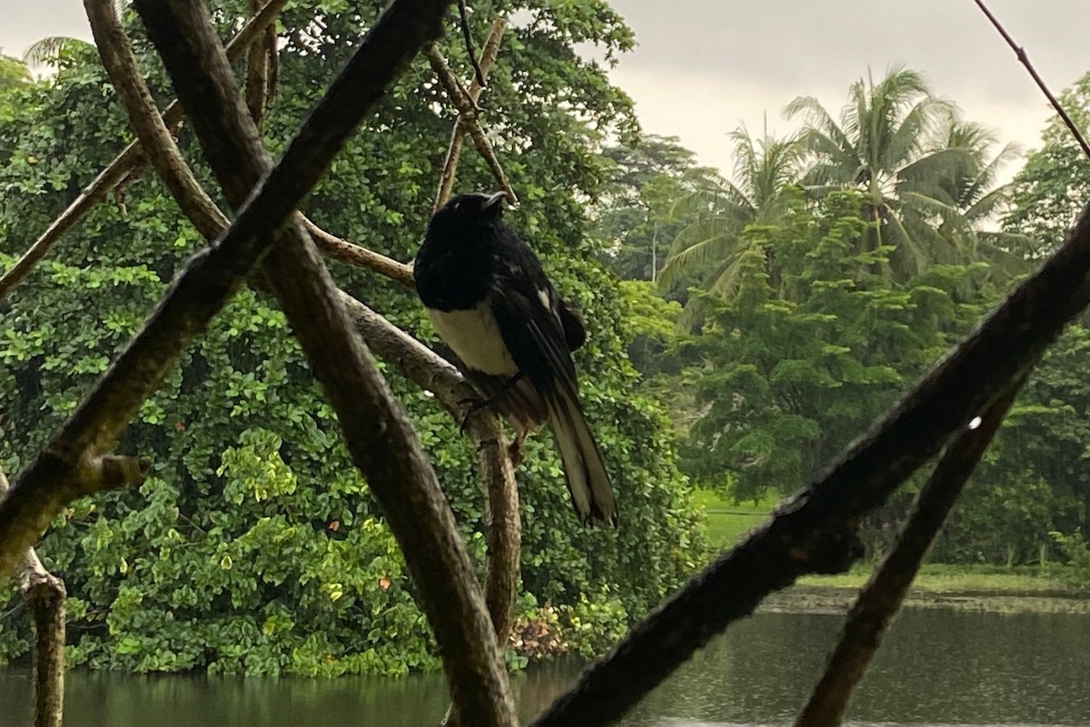 Oriental Magpie-Robin - ML645844579