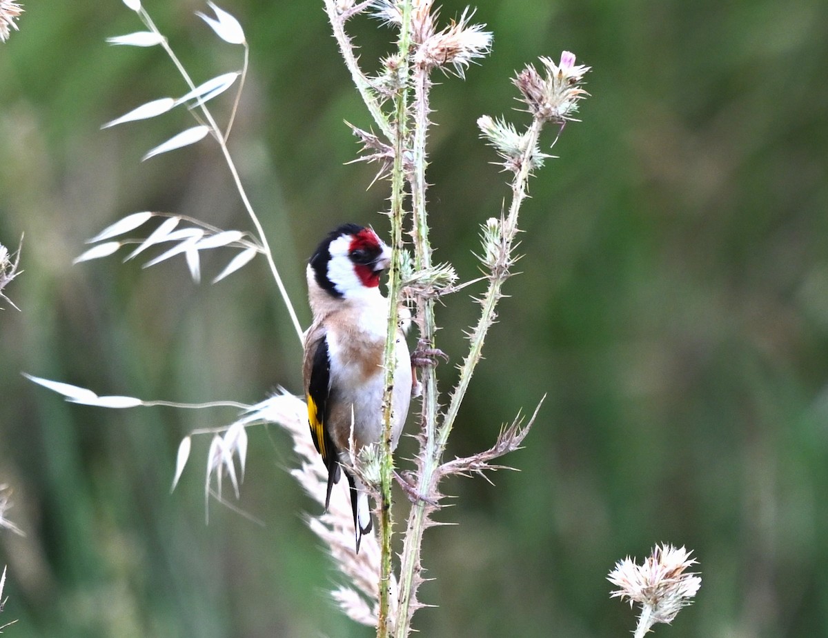 European Goldfinch - ML645844580