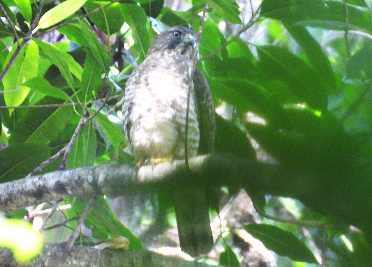 Канюк ширококрилий - ML645844583