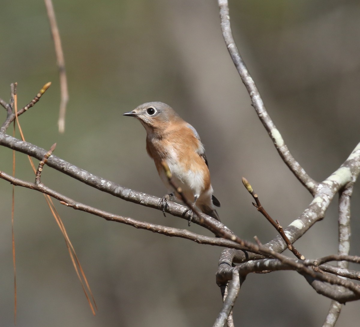 Eastern Bluebird - ML645844586