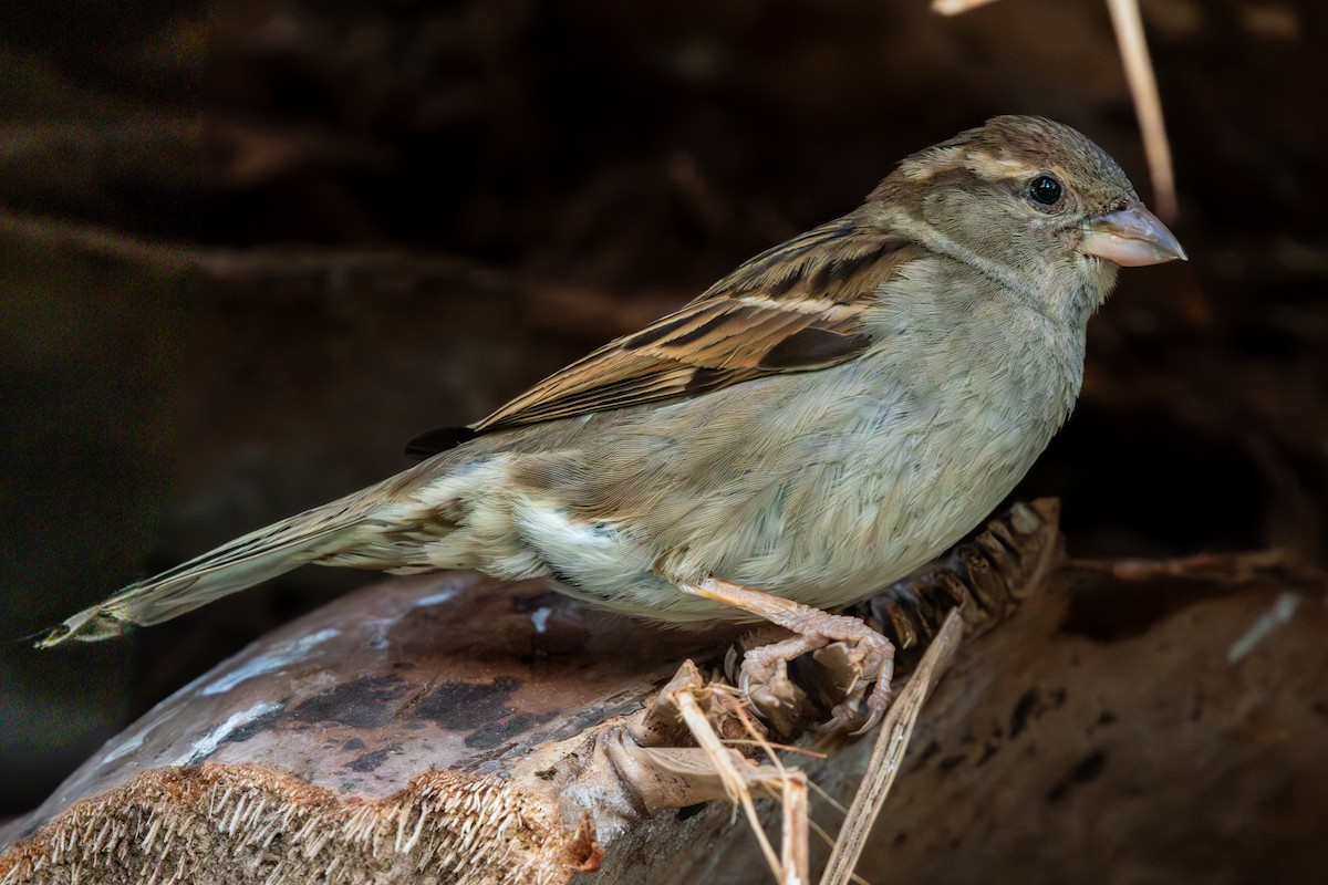 Gorrión Común - ML645844590