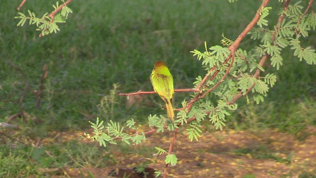African Green Bee-eater - ML645844591