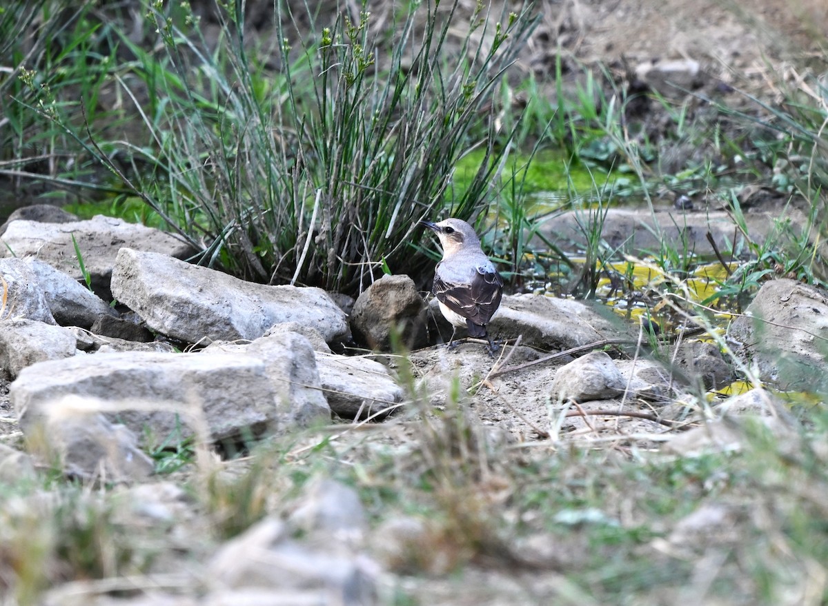 Northern Wheatear - ML645844593