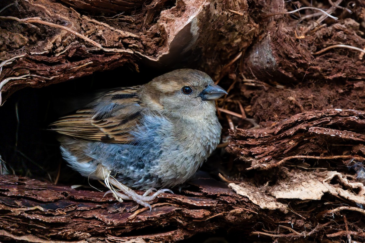 Gorrión Común - ML645844595