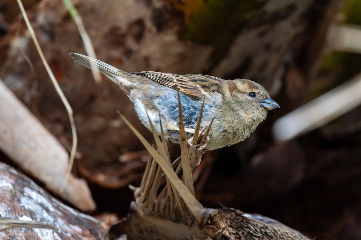 Gorrión Común - ML645844596