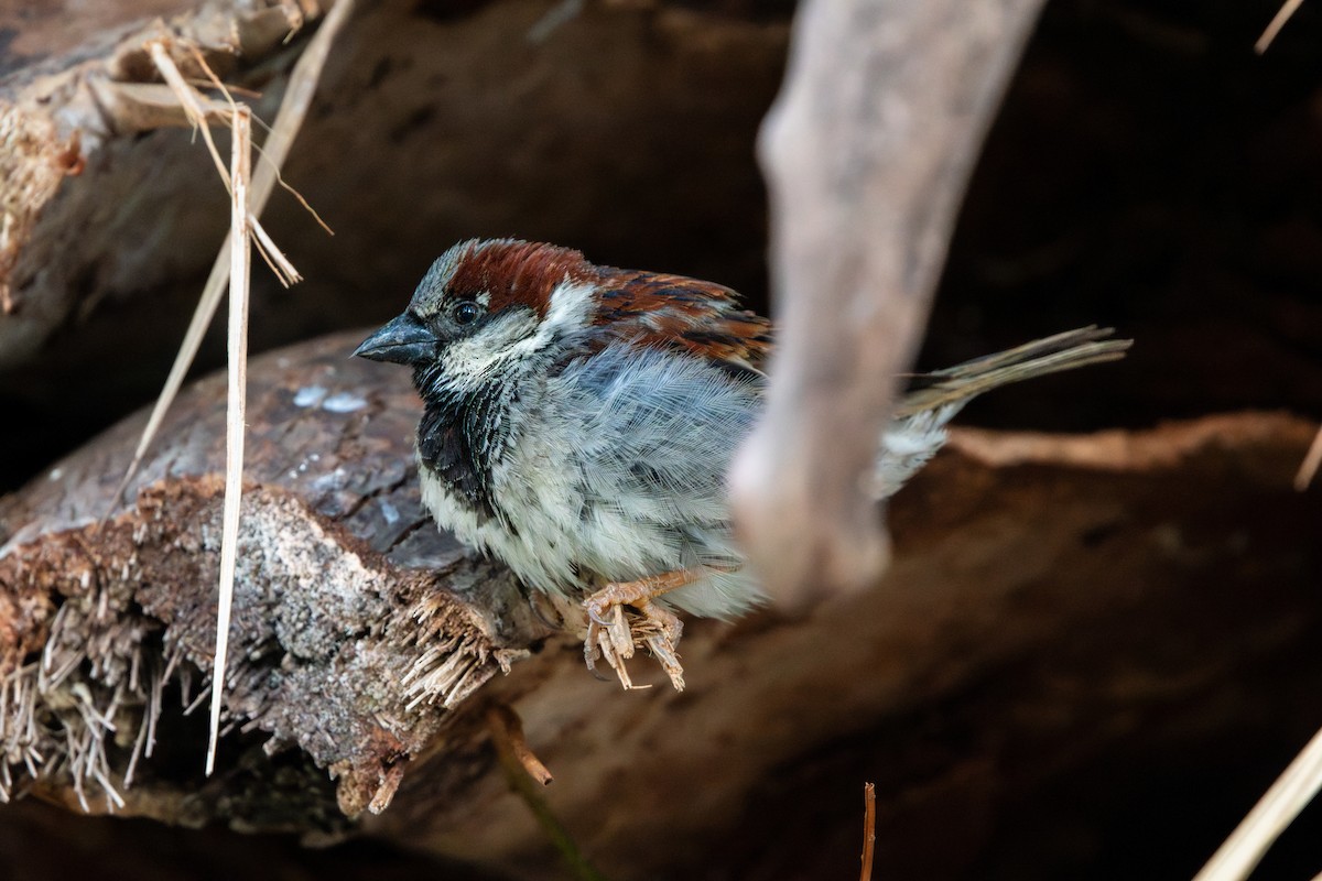 Gorrión Común - ML645844597