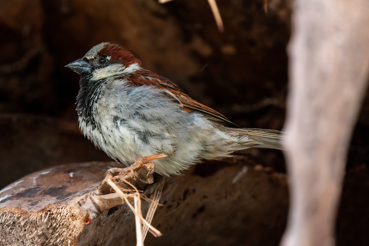 Gorrión Común - ML645844598