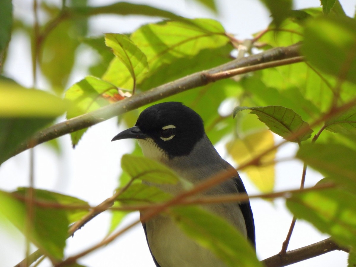 Black-headed Sibia - ML645844599