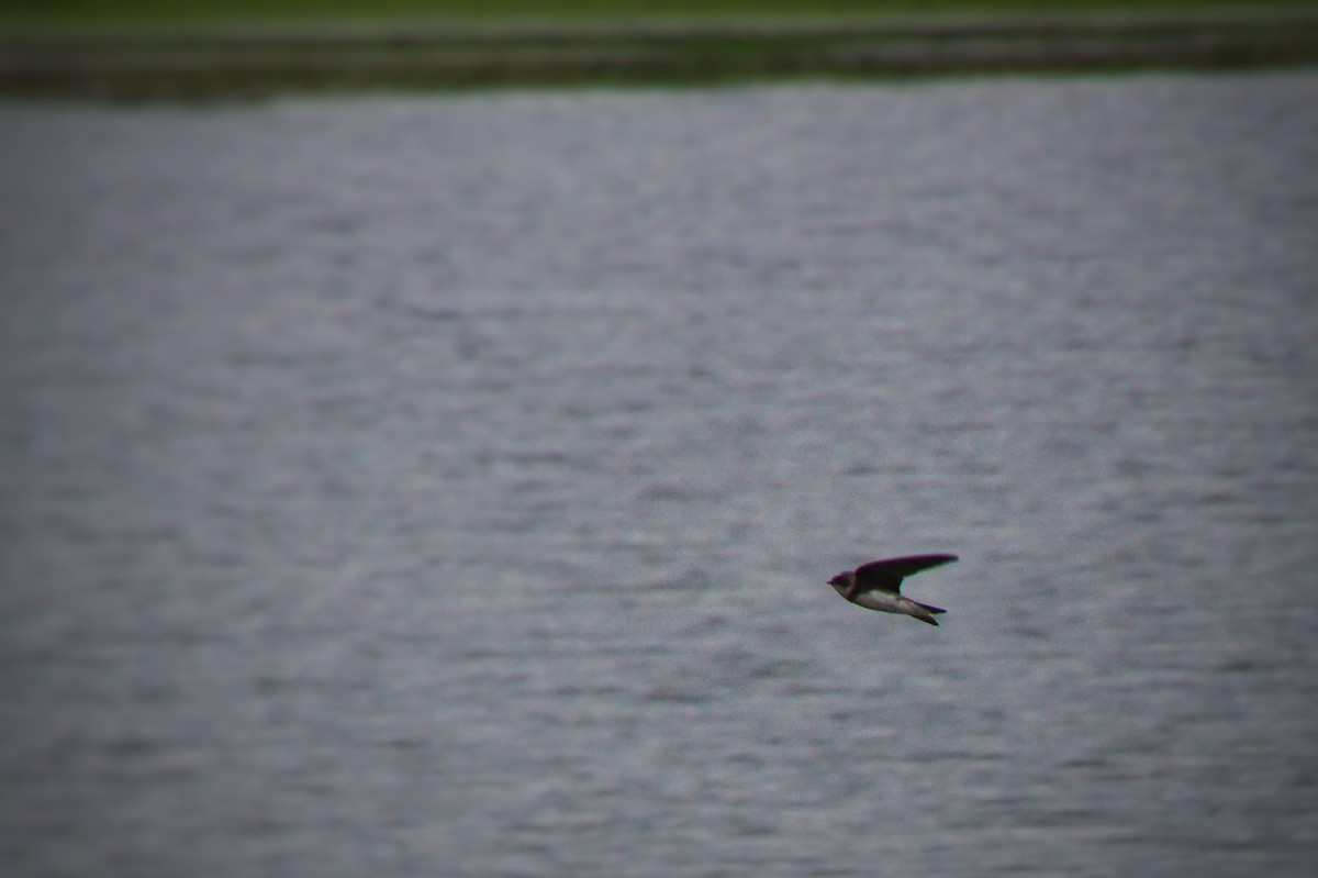 Береговушка - ML645844603