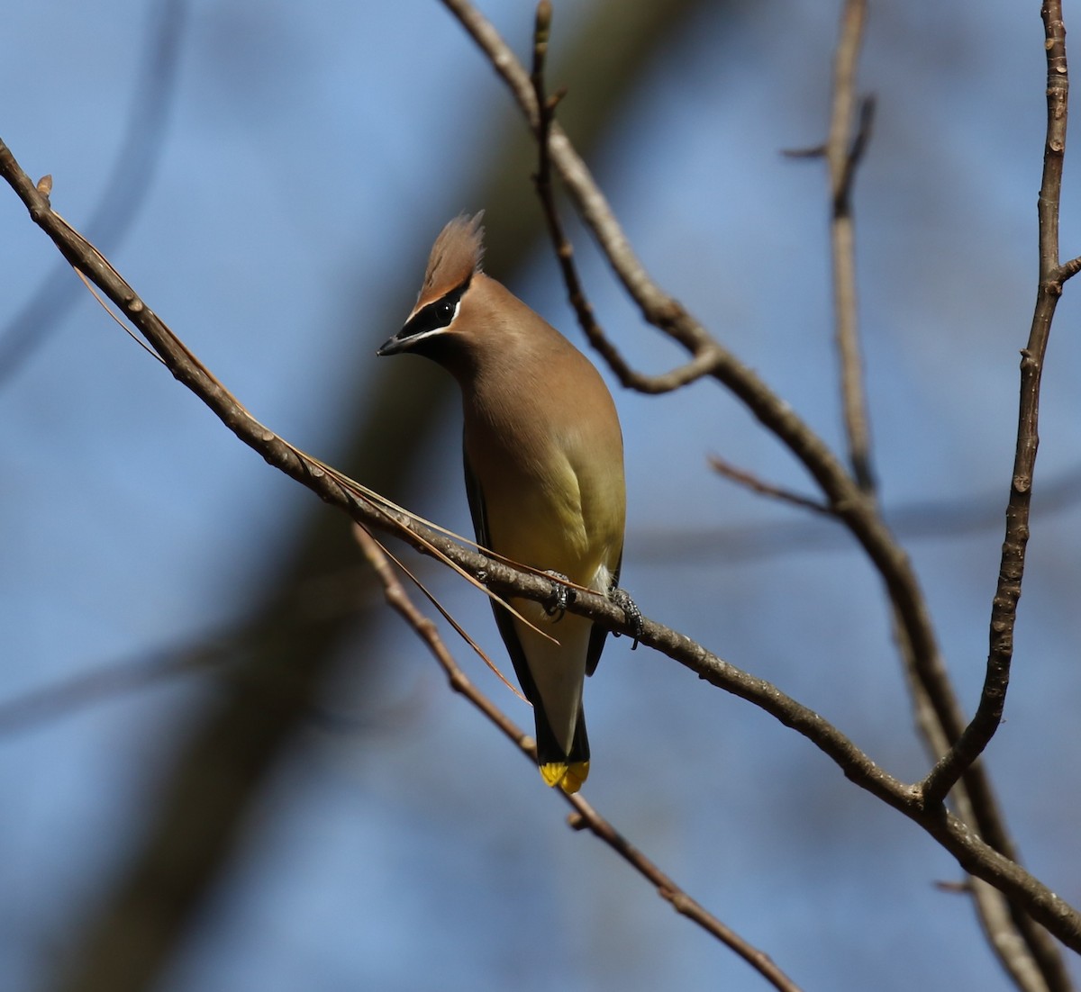 Cedar Waxwing - ML645844610