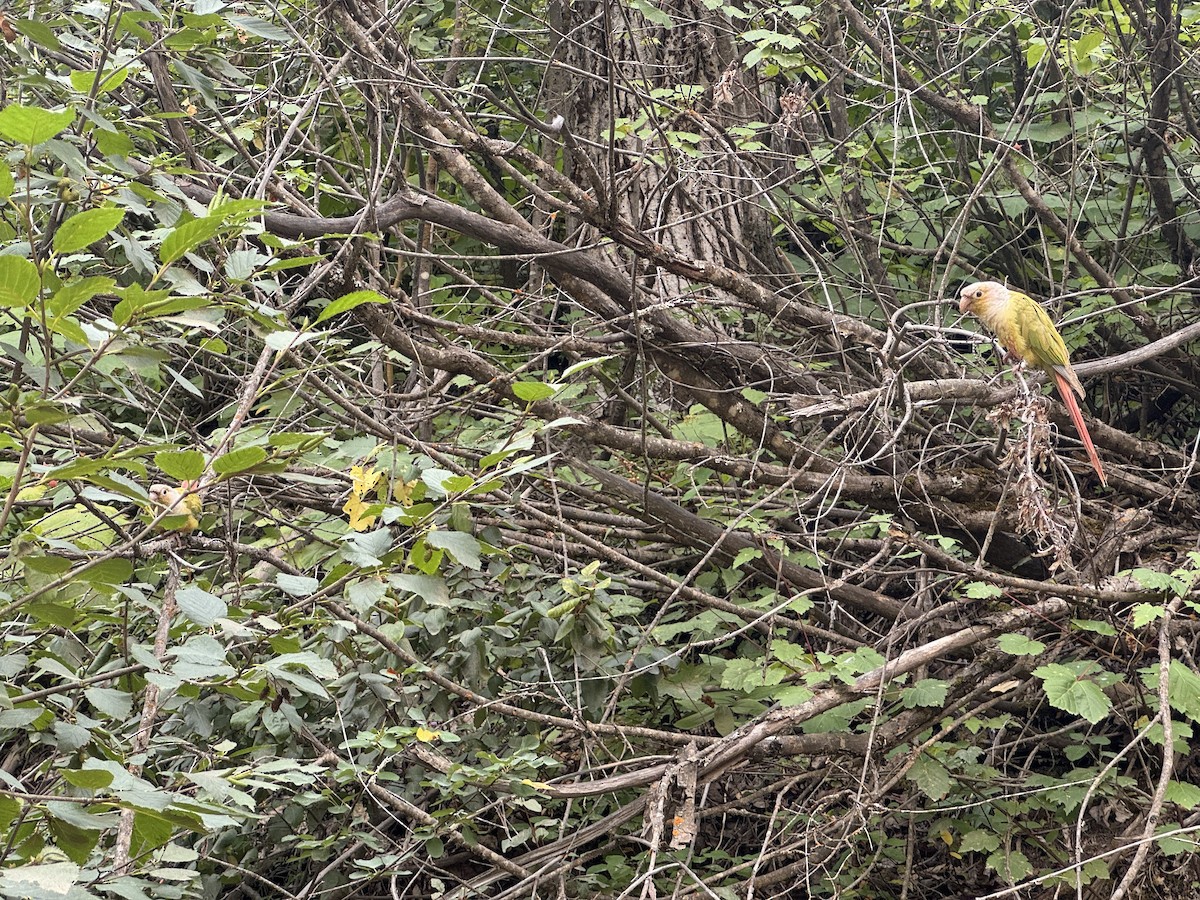 Green-cheeked Parakeet - ML645844614