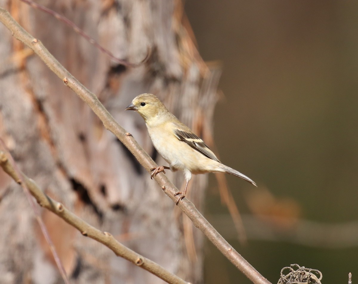 American Goldfinch - ML645844618