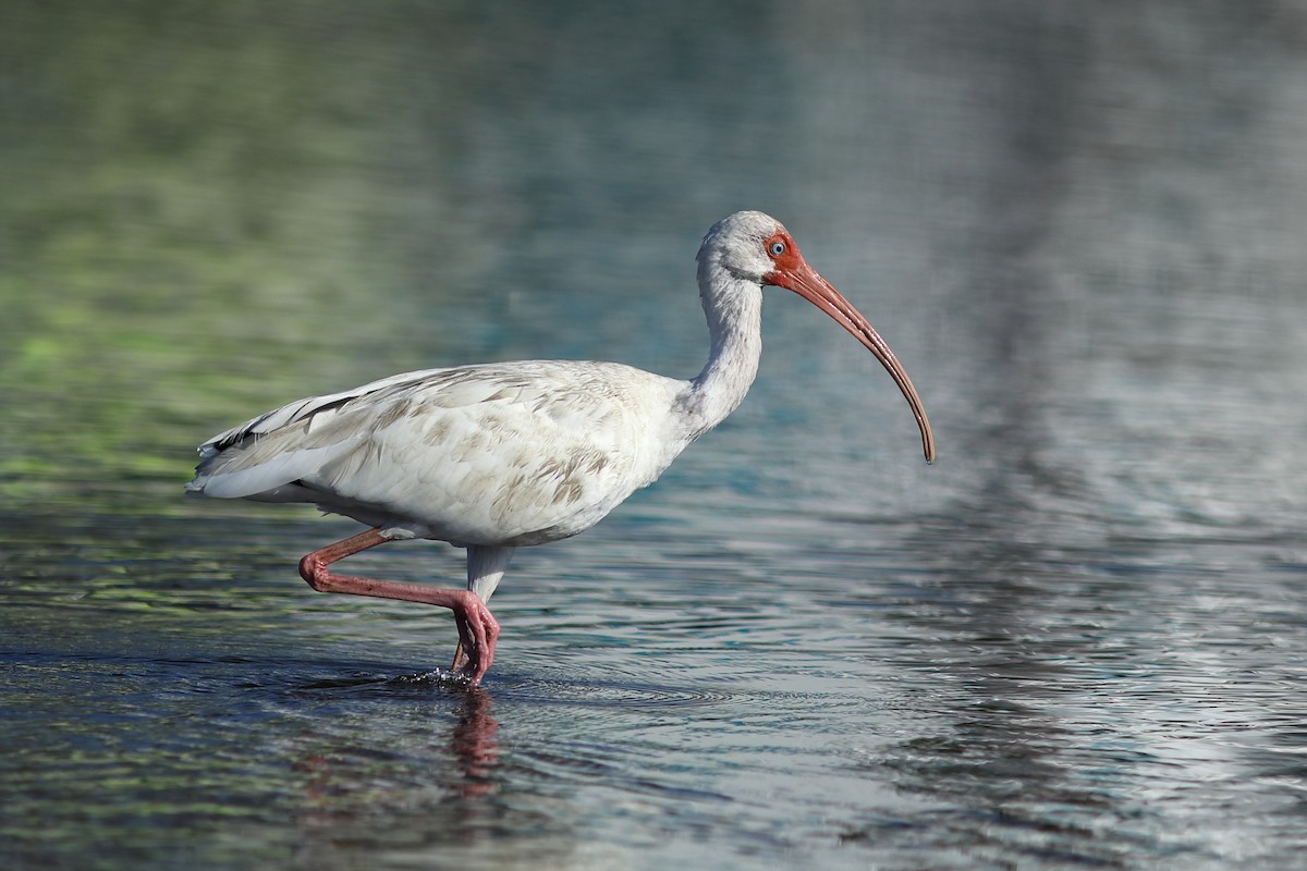 White Ibis - ML645844622