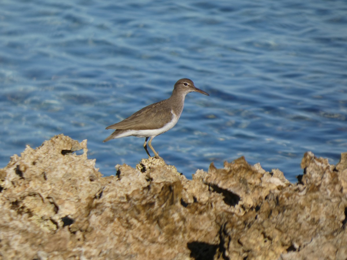 Spotted Sandpiper - ML645844623