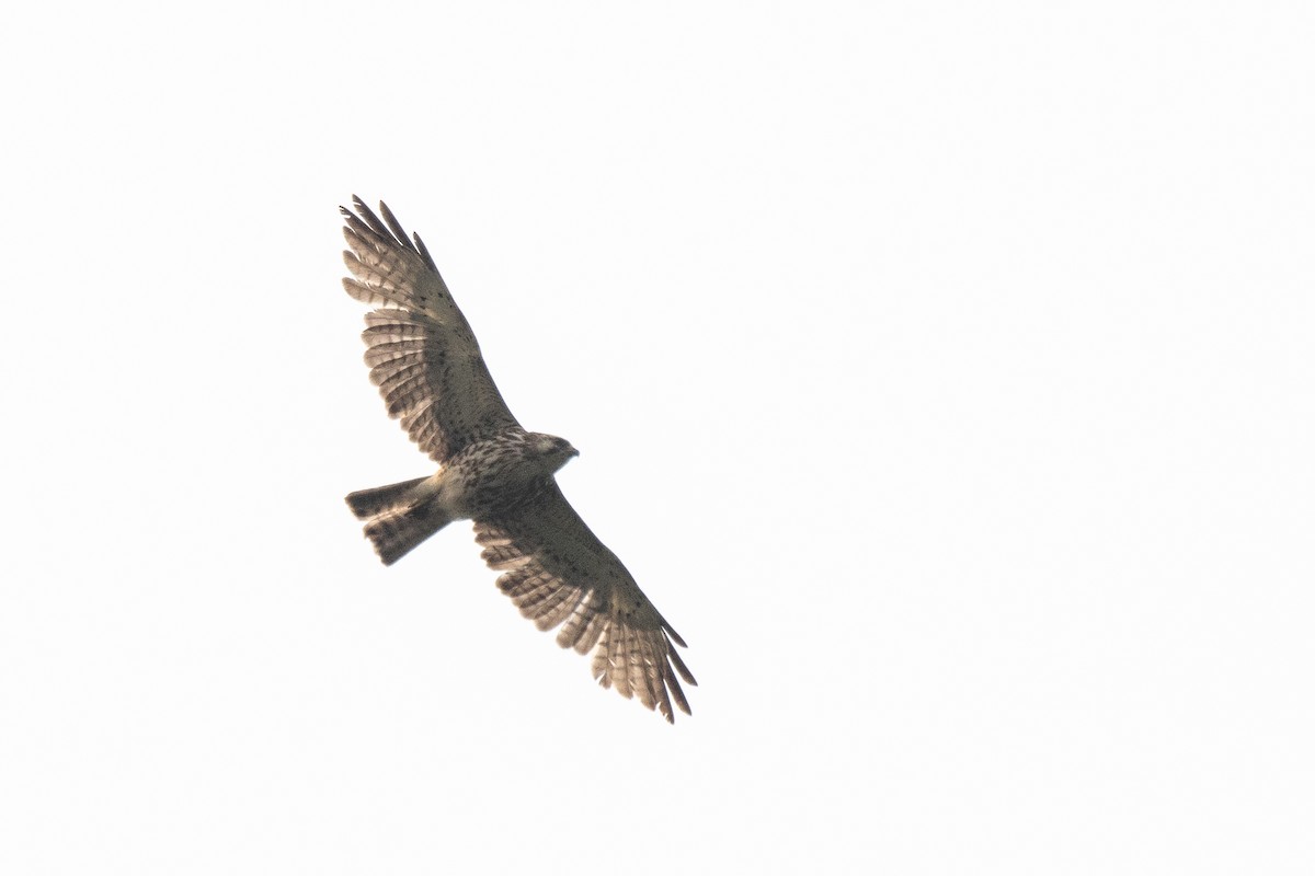 Канюк ширококрилий - ML645844635