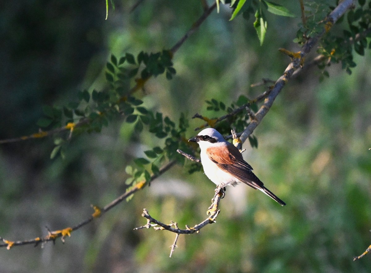 Red-backed Shrike - ML645844636