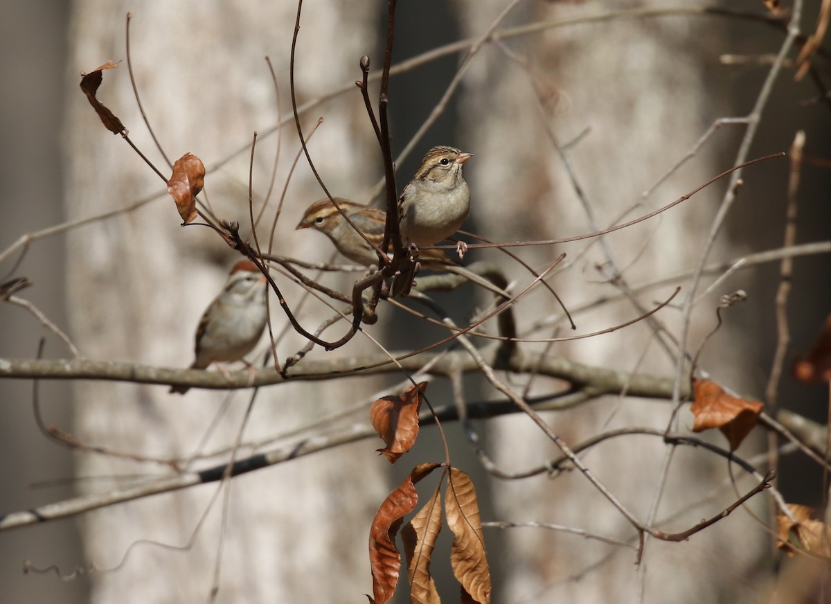 Chipping Sparrow - ML645844645