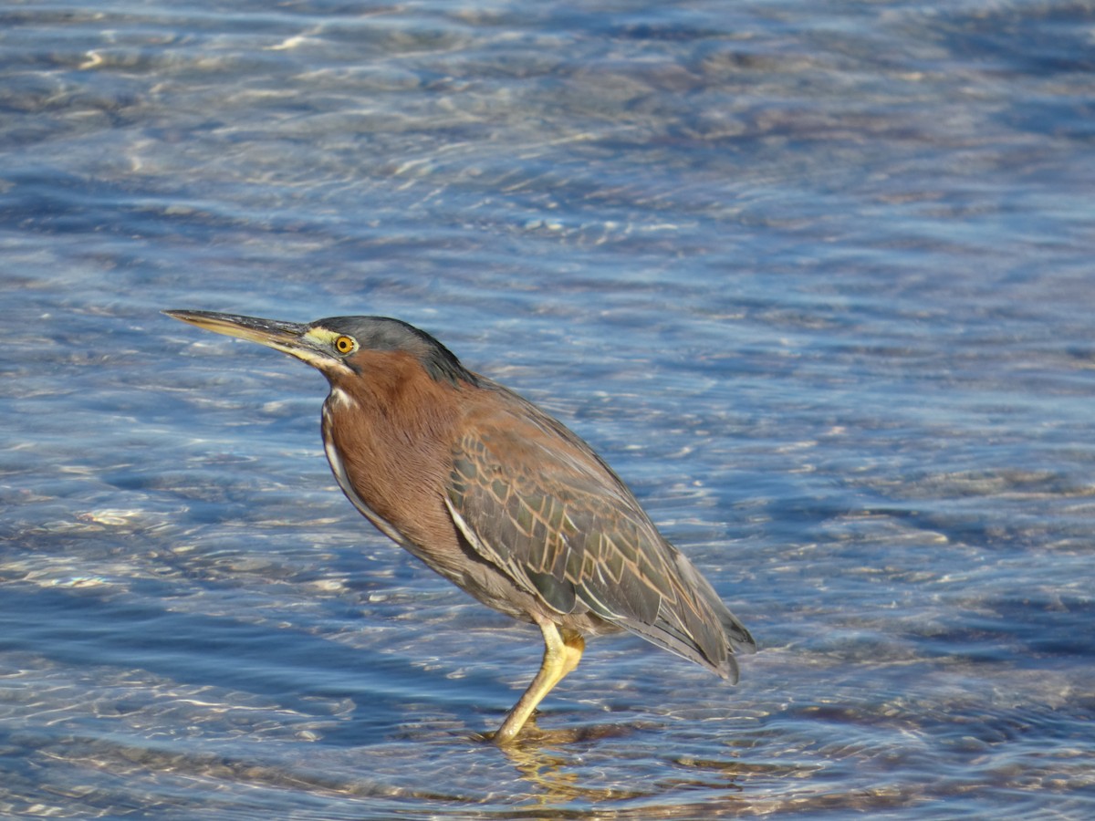 アメリカササゴイ - ML645844655