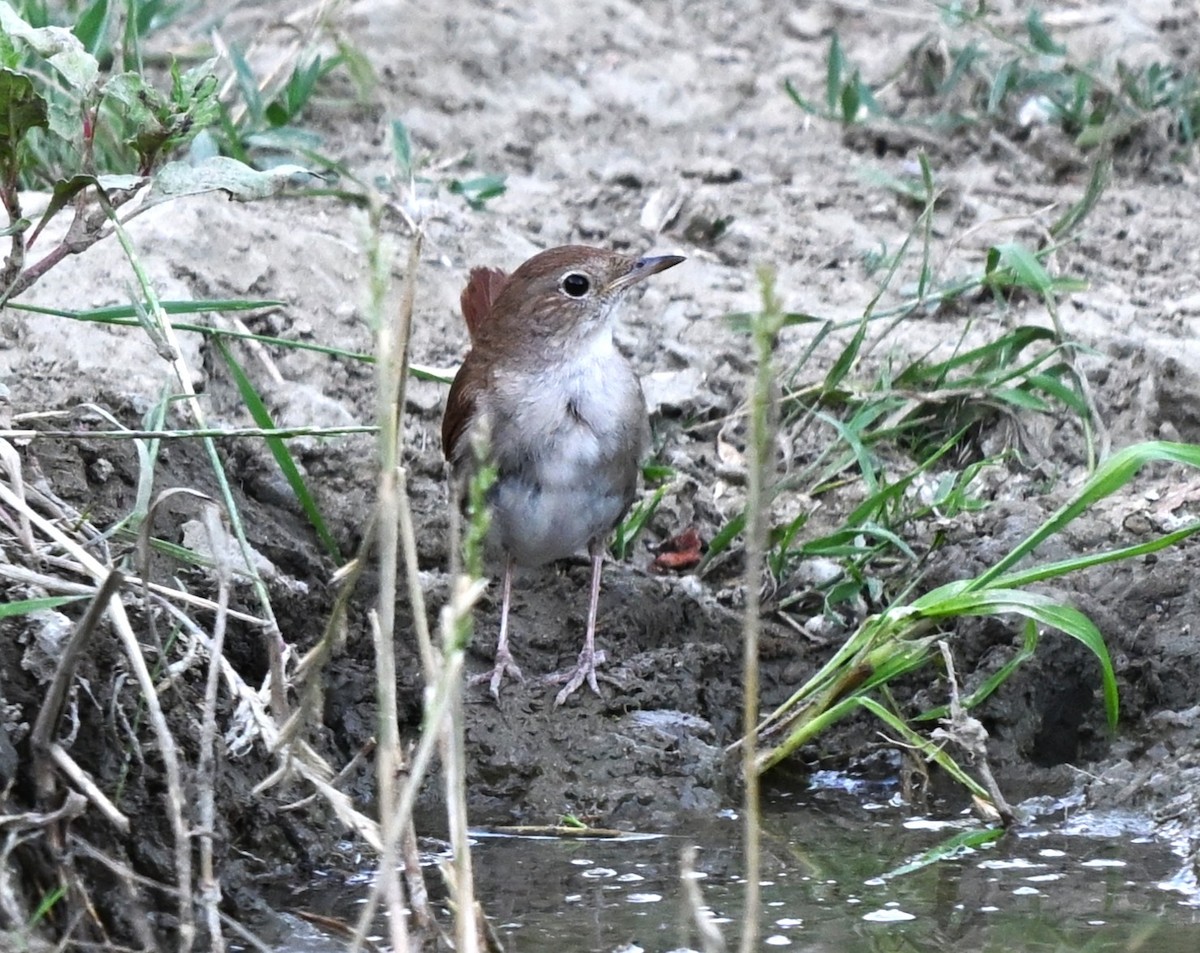 Common Nightingale - ML645844668