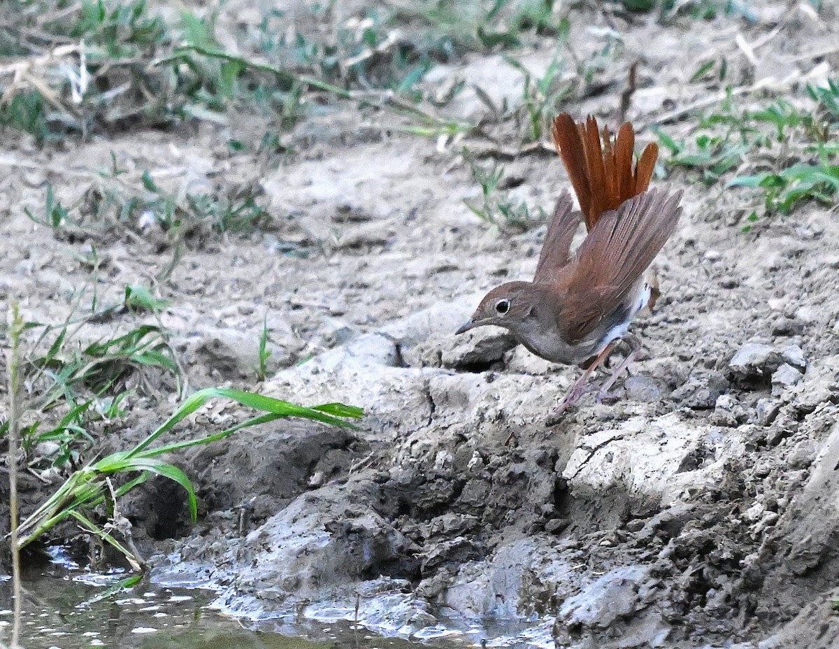 Common Nightingale - ML645844677