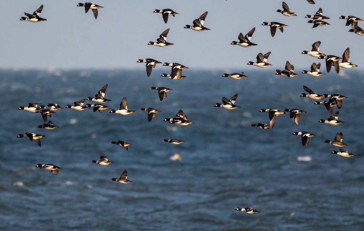 Barrow's Goldeneye - ML645844682