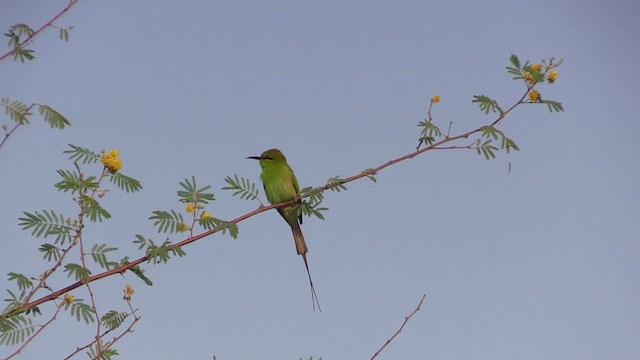 African Green Bee-eater - ML645844701