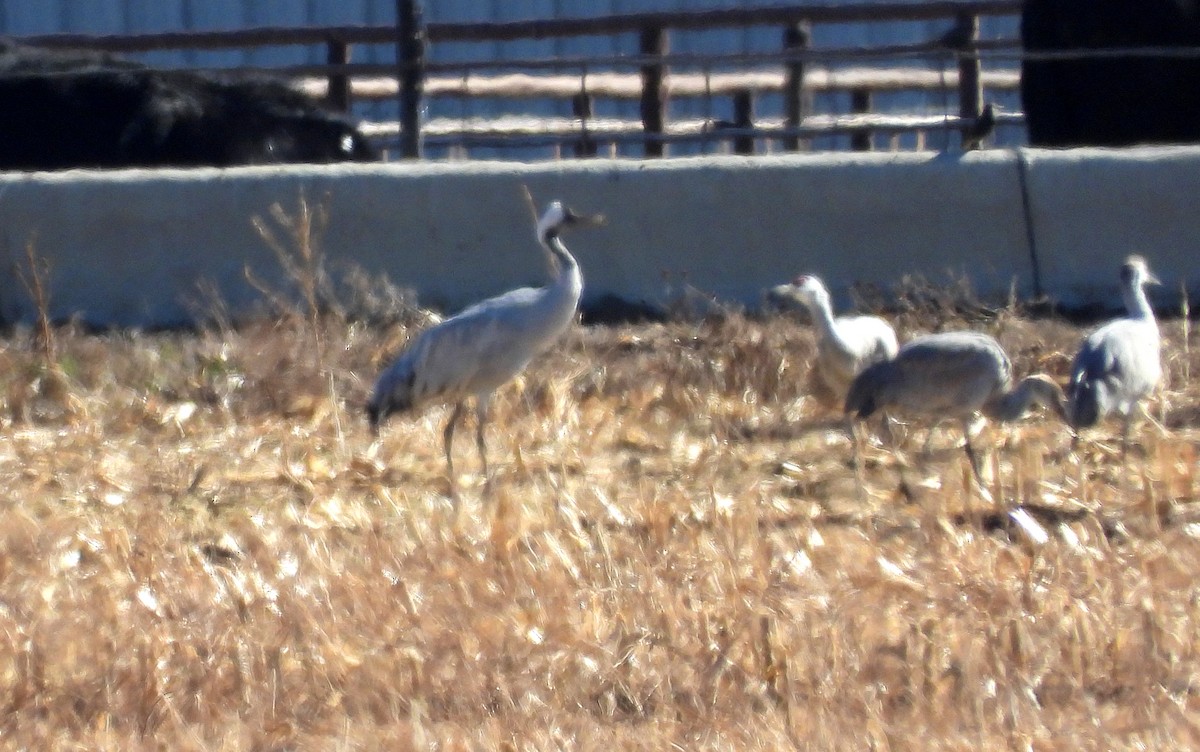 Common Crane - ML645844708