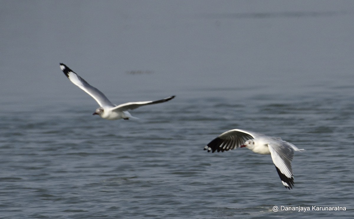 Hint Martısı - ML645844720